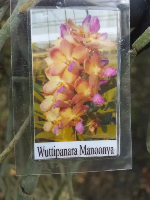 Vanda Wuttiphanara 'Manoonya'