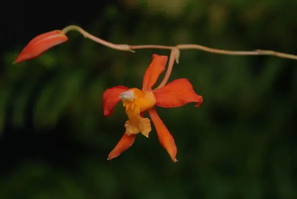 Cochlioda noezliana