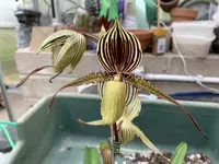 Paphiopedilum Saint Swithin (rothschildianum x philippinense)