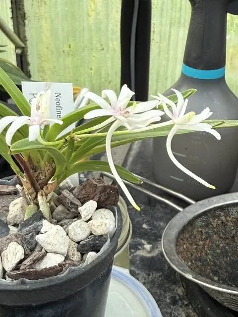 Neofinetia falcata 'Hanamatsuri' (Neofinetia)