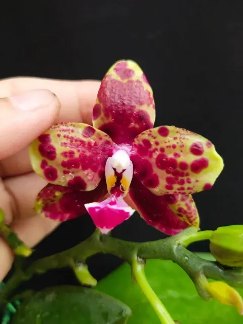 Phalaenopsis Allura Voodoo