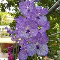 Vanda coerulea Blue