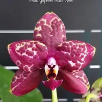 Phal. Yaphon Black Rose, Mericlone, Blooming Size, FREE Shipping