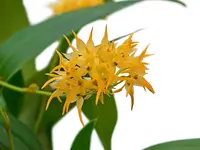 Bulbophyllum cephalophorum