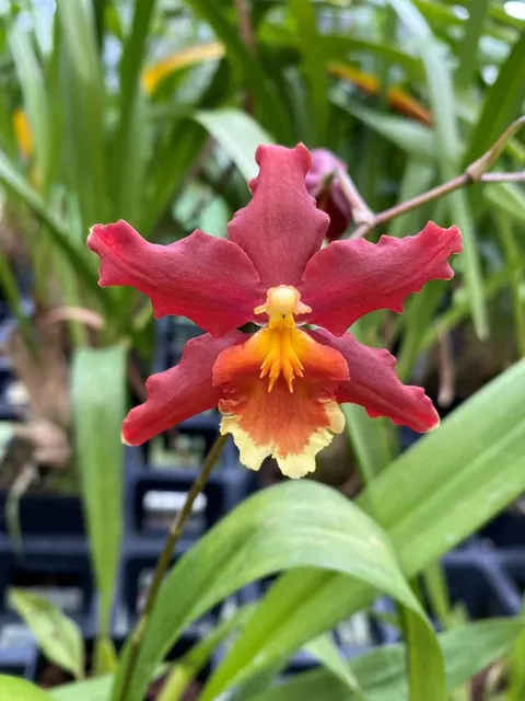 Wilsonara Pacific Panache 'Fireside'