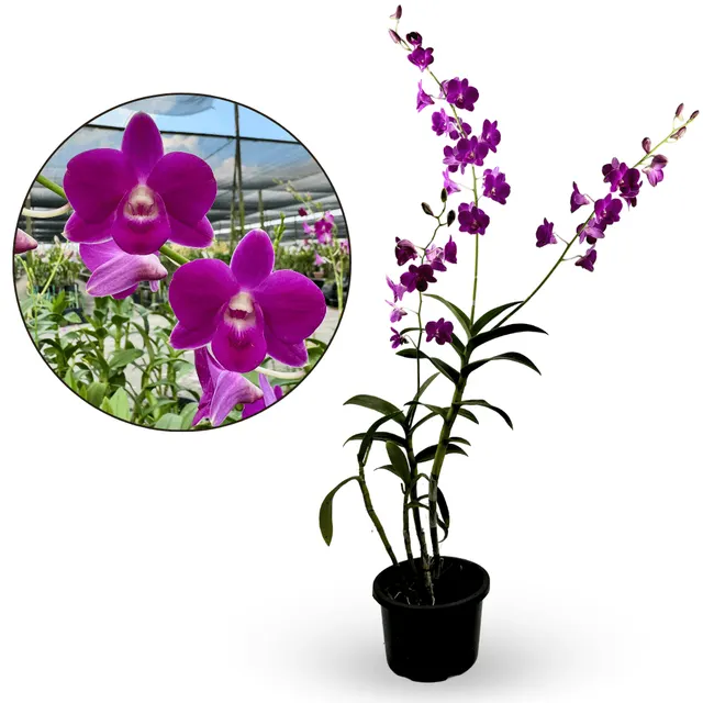 Dendrobium Genting Blue (Dendrobium)