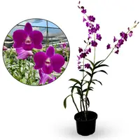 Dendrobium Genting Blue