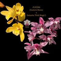 Cymbidium Seedling JLS2306 (Eastern Bunny x Dainetta 'Pink Magic')