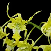 Dendrobium spectabile var alba x sib. Near bloom size rare orchid species and color variety. Very unique blooms.