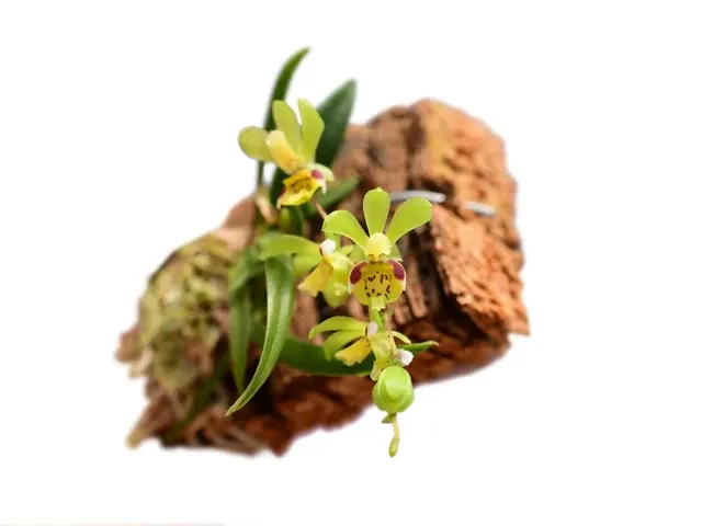 Chytroglossa aurata