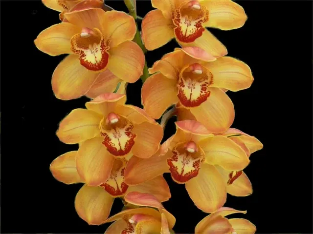 Cymbidium Tracey Reddaway 'Marie' (Cymbidium)