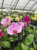 Lavender Phalaenopsis Orchid Blooming size