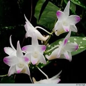 Dendrobium fairchildae sp (Dendrobium)
