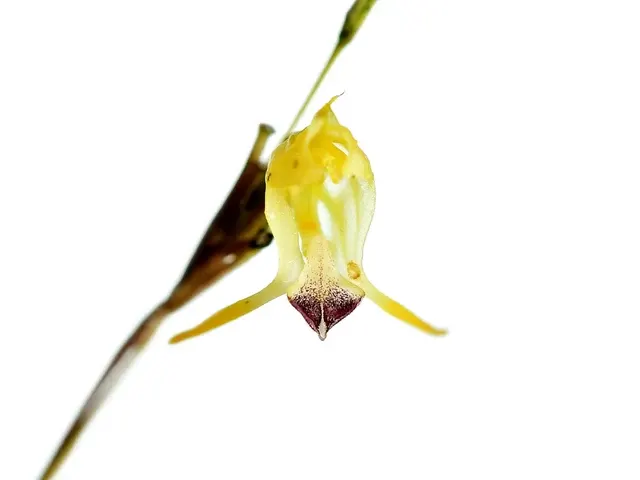 Porroglossum olivaceum 'Gig' (Porroglossum)