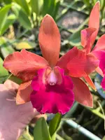 Rhyncholaeliocattleya nr J 8595 — No