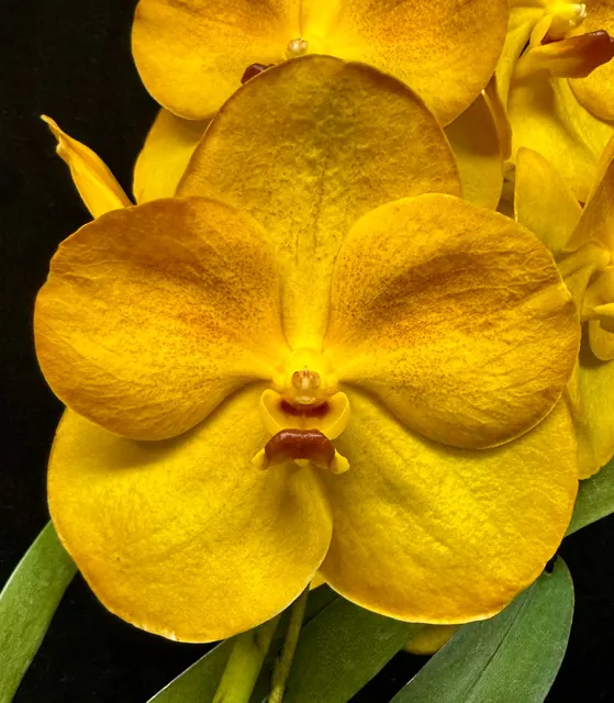 Vanda Rajul Patel AM/AOS 'Crownfox' (Vanda)