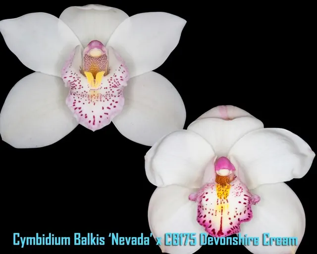 Cymbidium Balkis ‘Nevada’ x Devonshire Cream
