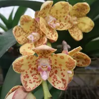 Vandopsis gigantea *Rare Species*