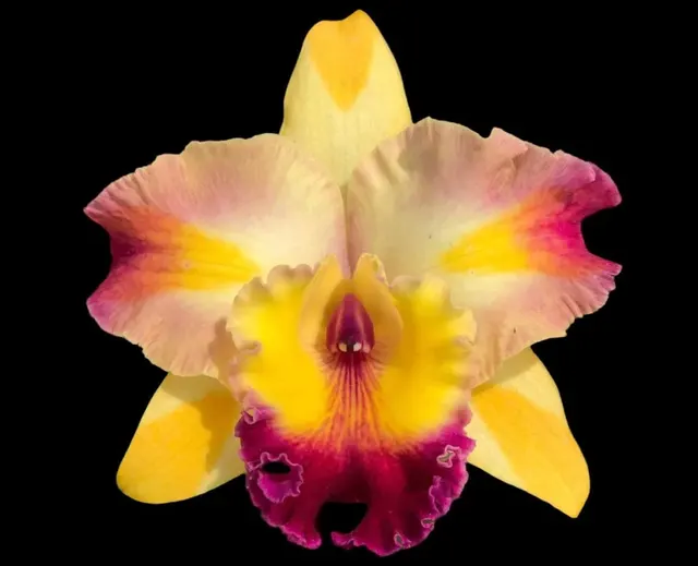 Rhyncholaeliocattleya Amazing Bangkok (Rhyncholaeliocattleya)