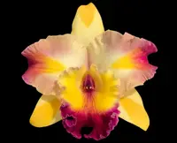 Rlc. Amazing Bangkok (3.5″ pot)