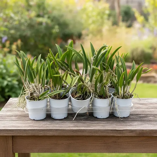 Noid Brassavola (Brassavola)