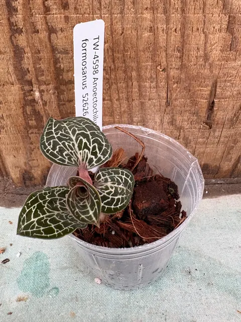 Anoectochilus formosanus (Anoectochilus)