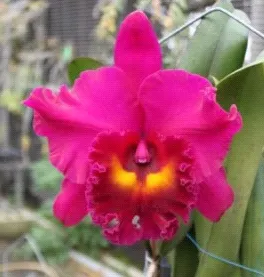 Rhyncholaeliocattleya Shang Ding Red Dragon 'Wing King #2' (Rhyncholaeliocattleya)