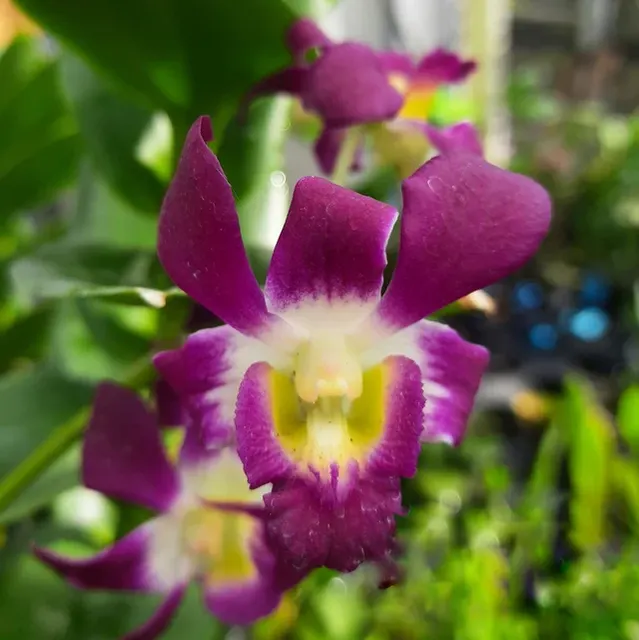 Dendrobium Burana Sunshine (Dendrobium)