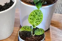 Macodes Petola Jewel Orchid Live Plant Rare Lightning Orchid Indoor Houseplant Starter