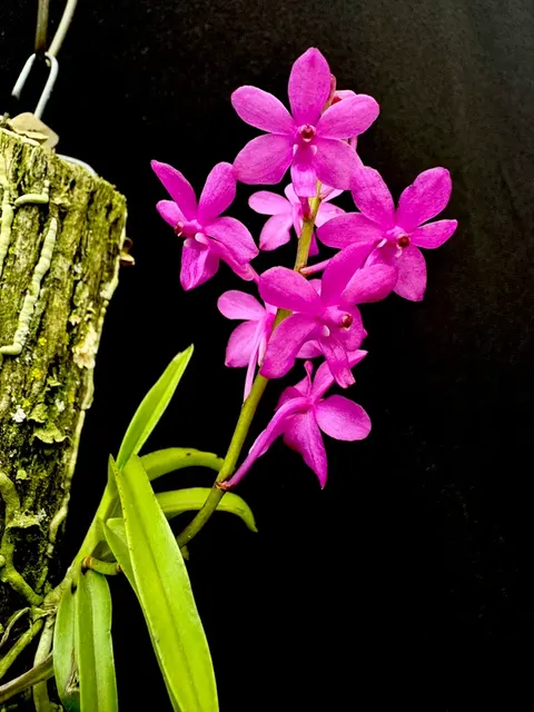 Vandachostylis Kruger Charm (Vandachostylis)