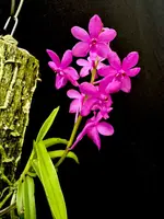 Vandachostylis Kruger Charm