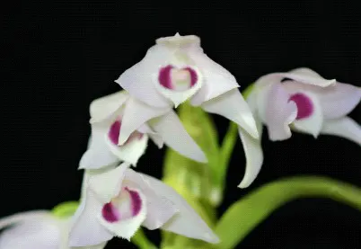 Dendrobium parishii (Dendrobium)