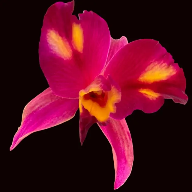 Potinara Cosmic Sparks (Potinara)