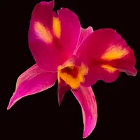Pot. Cosmic Sparks Slc. Fire Fantasy 'Royalty' x Pot. Golden Circle 'OPRL' — Not currently in bloom