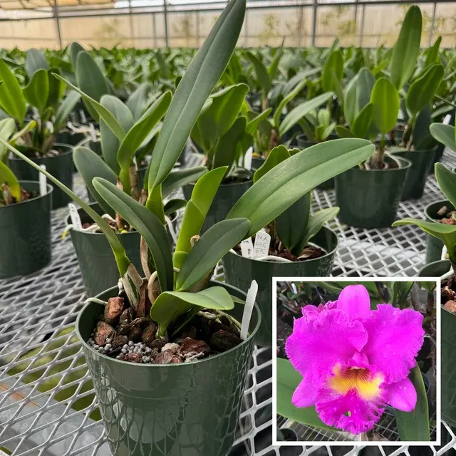 Rhyncholaeliocattleya Larry Nishikawa 'Volcano Princess' (Rhyncholaeliocattleya)