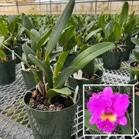 Rlc. Larry Nishikawa 'Volcano Princess' (5.5" Pot) - Not Blooming