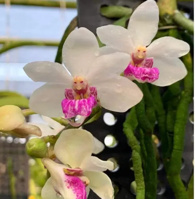 Rhynchonopsis Dragon Charmy ‘Jairak’ XL
