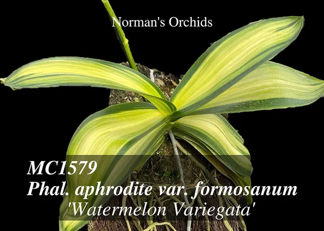 Phalaenopsis formosanum 'Watermelon Variegata , Note : Rare !' (Phalaenopsis)
