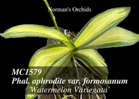 Phal. formosanum 'Watermelon Variegata , Note : Rare ! '