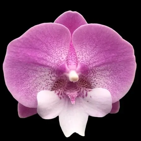 Phalaenopsis Lianher Mermaid