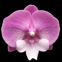 Phalaenopsis Lianher Mermaid 2.5"