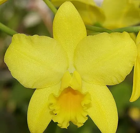 Brassolaeliocattleya Love Sound AM/AOS 'Dogashima'