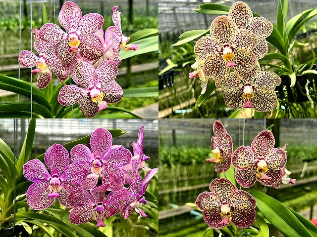 Vanda Gnana Kumar x Kulwadee Fragrance (Vanda)
