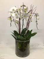 Orchid Plants — Petite