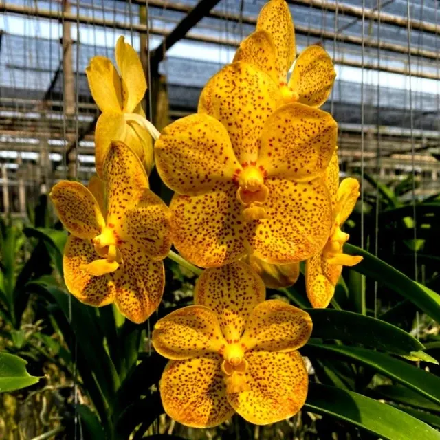Vanda Rasri Gold x Suksamran Spot