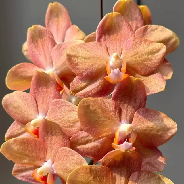 Phalaenopsis Wisconsin