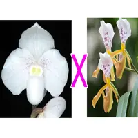Paph. niveum X Paph. paplilio laoticus