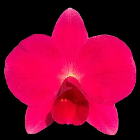 Cattleya Orpetii 4n X Self 'Kathleen III'