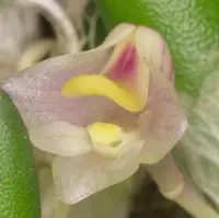 Dendrobium lichenastrum