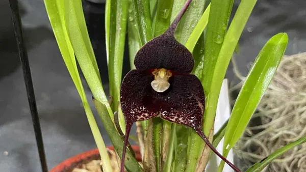 Dracula anthracina (Dracula)